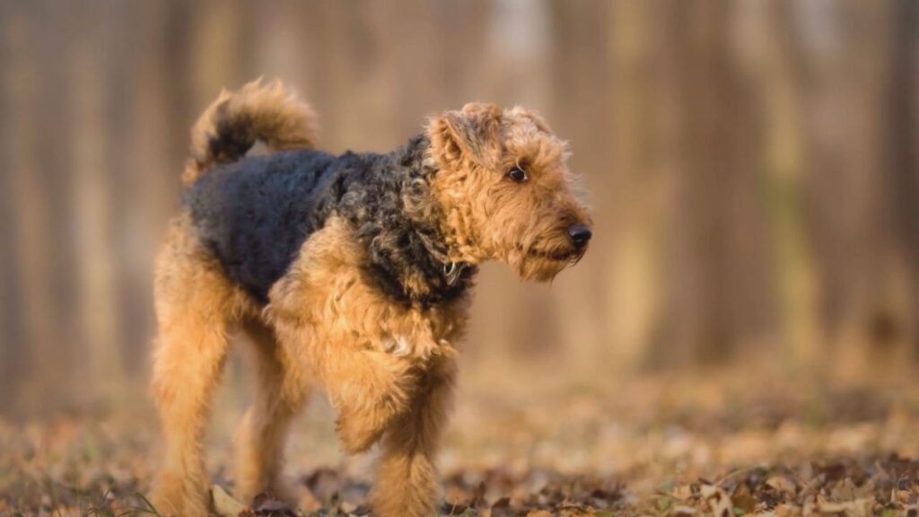 Understanding the Airedale Coat