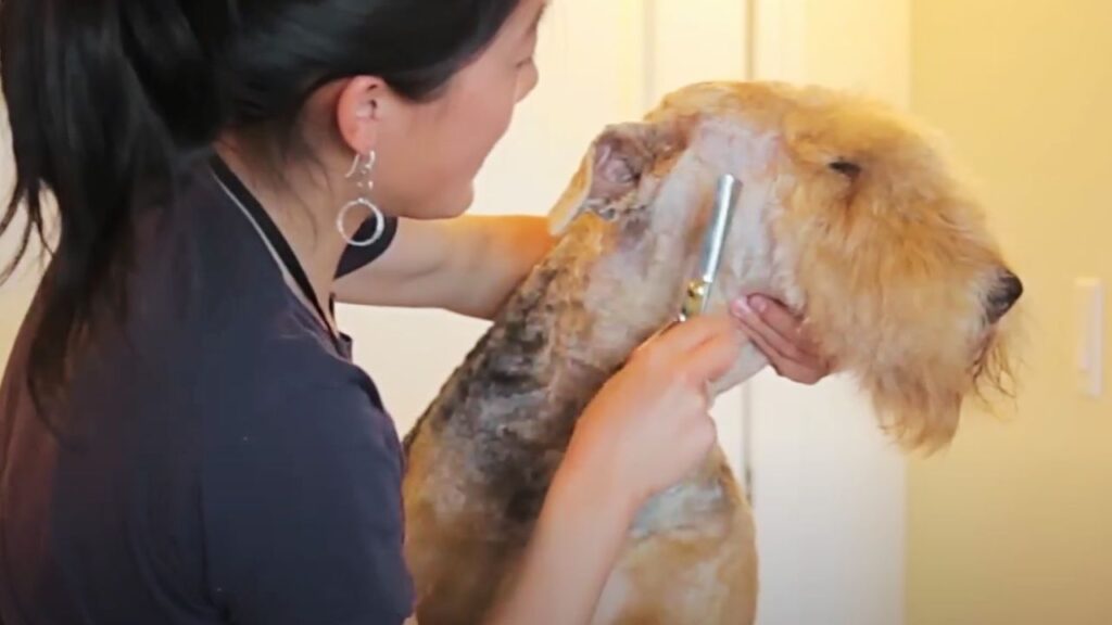 Hand-Stripping: A Key Grooming Technique of Airedale Terrier