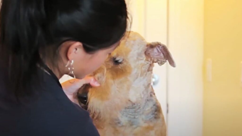 Face and Beard Grooming of Airedale Terrier