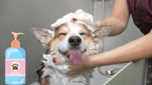 Read more about the article Best Flea Shampoo for Dogs: 5 Shampoos You’ll Love