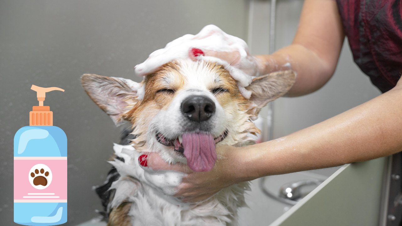 You are currently viewing Best Flea Shampoo for Dogs: 5 Shampoos You’ll Love