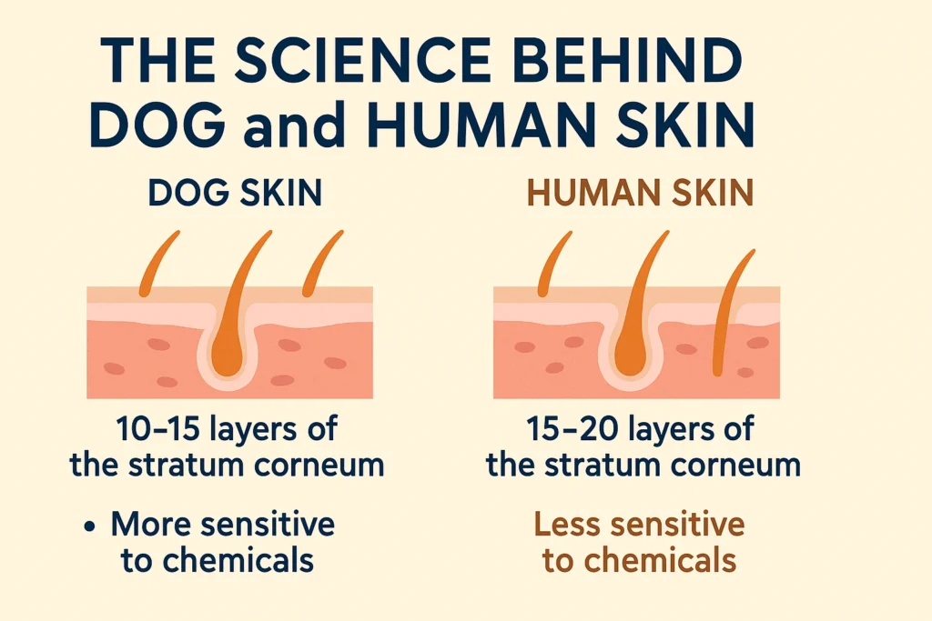 The Science Behind Dog and Human Skin infographic