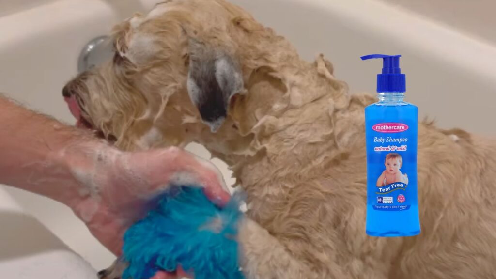 Can You Use Baby Shampoo on Dogs?