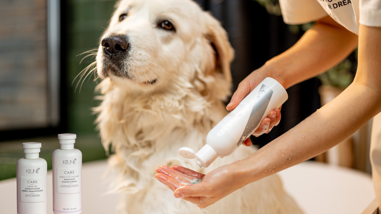 You are currently viewing Can You Use Baby Shampoo on Dogs? 7 Secrets to Know