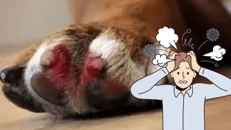 how to stop a dogs nail from bleeding