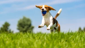 Beagle running energetically in a green field — showcasing joint health after using the best dog joint supplements