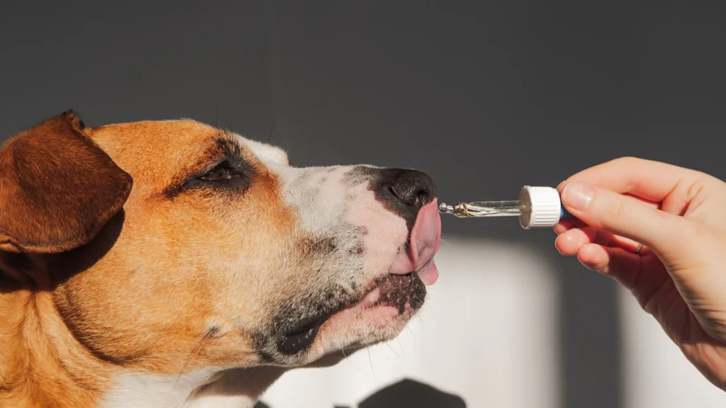 A dog receiving liquid joint supplement drops from a dropper — best dog joint supplements for mobility support.