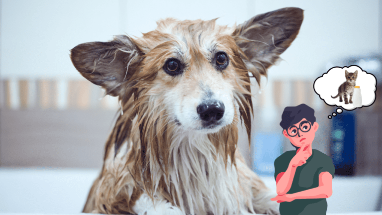 can i use cat shampoo on my dog