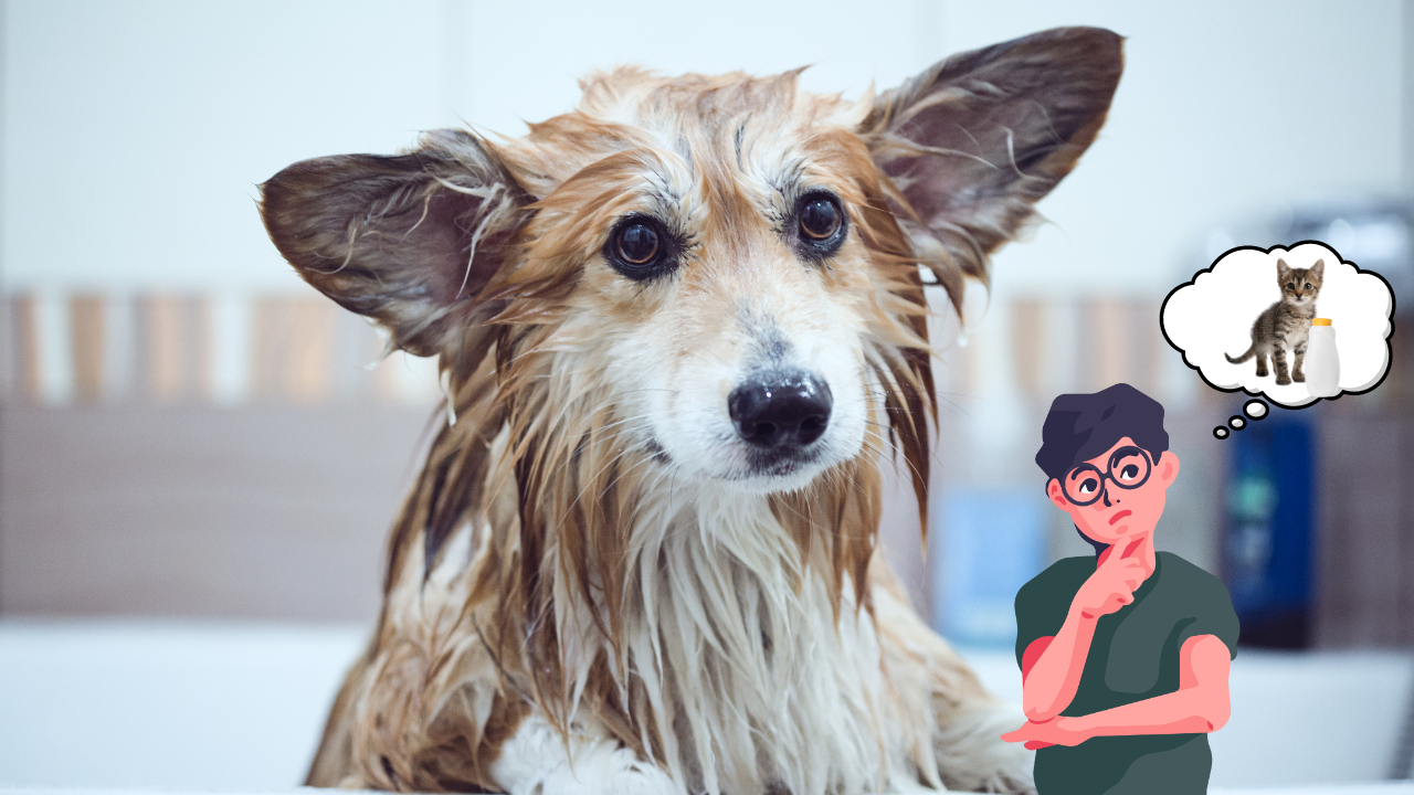 You are currently viewing Can I Use Cat Shampoo on My Dog? Things You Should Know