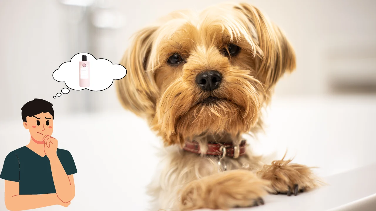 Can You Use Human Shampoo on Dogs?