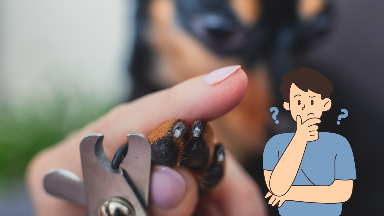 Read more about the article How Do I Cut Dog’s Nails? 5 Easy Steps to Follow