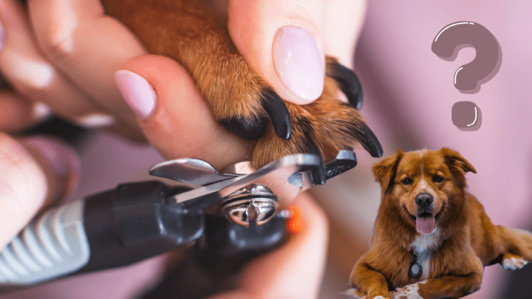 How Do You Cut a Dog's Black Nails