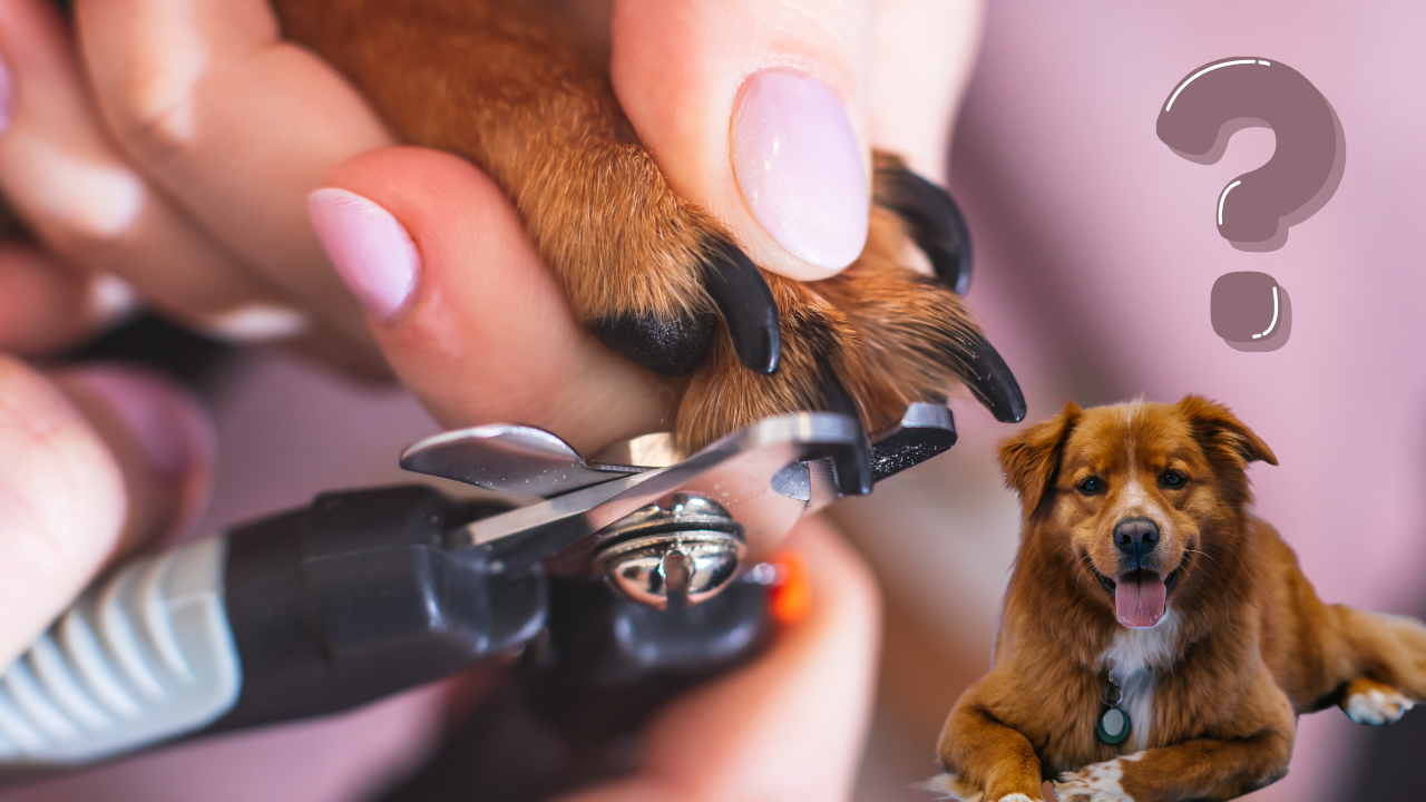 You are currently viewing How Do You Cut a Dog’s Black Nails | 4 Steps