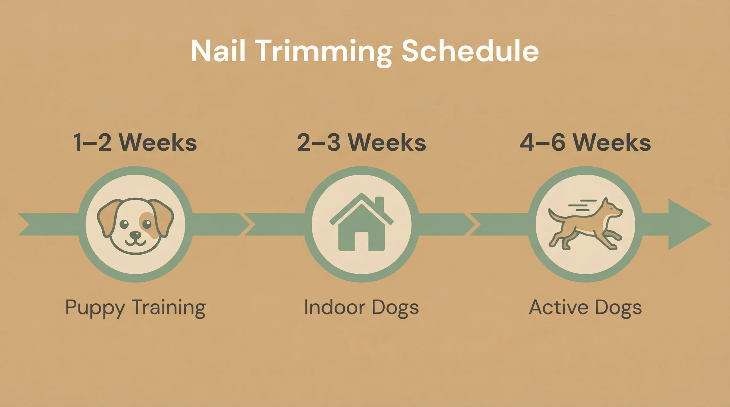 How Often to Clip Dog Nails – Nail Trimming Schedule How often to clip dog nails schedule for puppies indoor dogs and active dogs