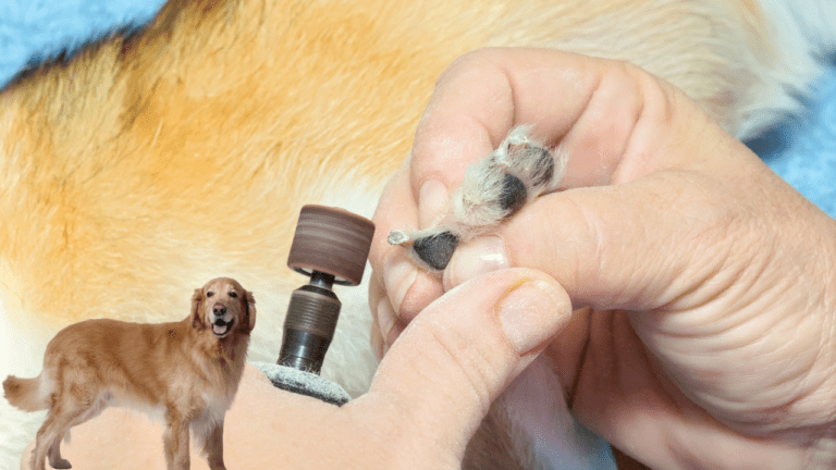 how to clip dog nails