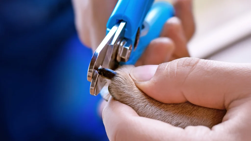Close-up of dog nail being clipped with pet nail clippers
