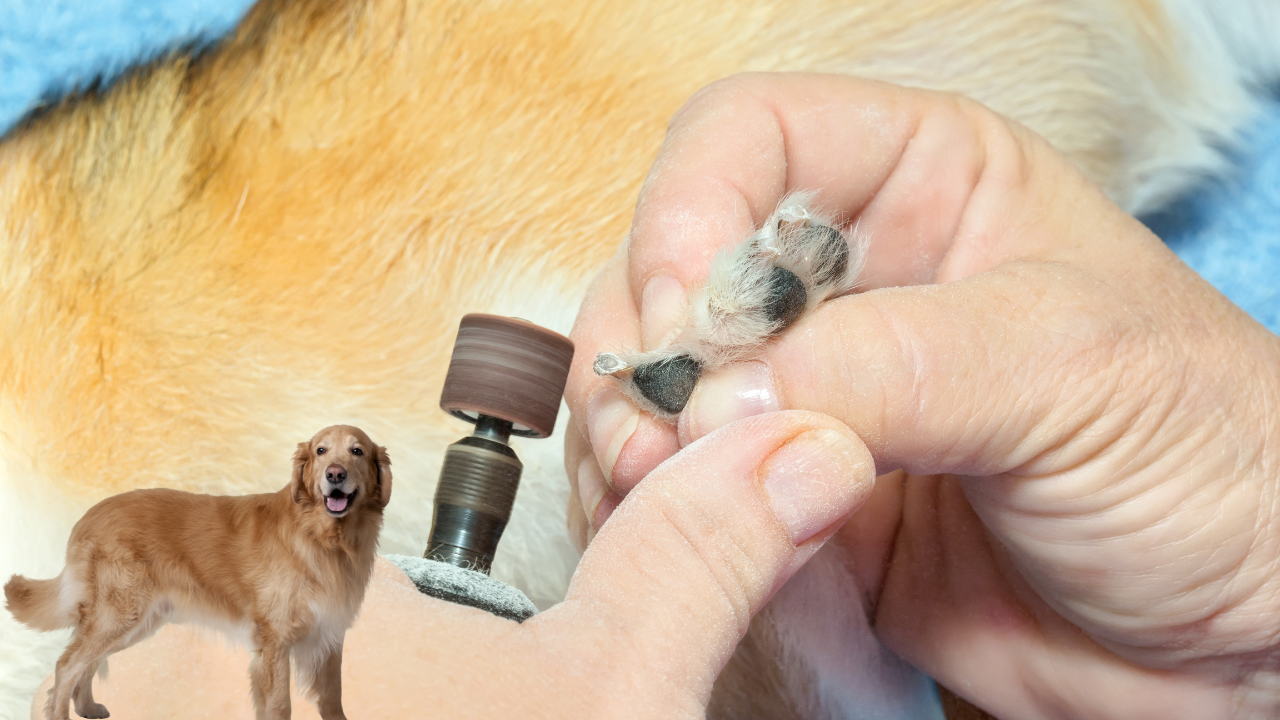 Read more about the article How to Clip Dog Nails Safely In 8 Steps