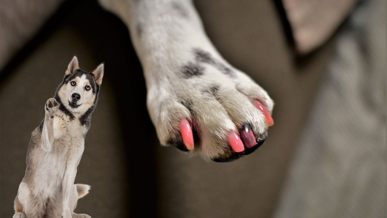 Read more about the article 3 Ways on How to Keep Dog Nails Short Without Clipping