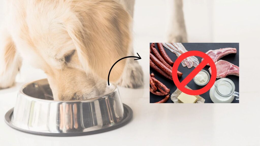 Ingredients to Avoid in Large Breed Dog Food