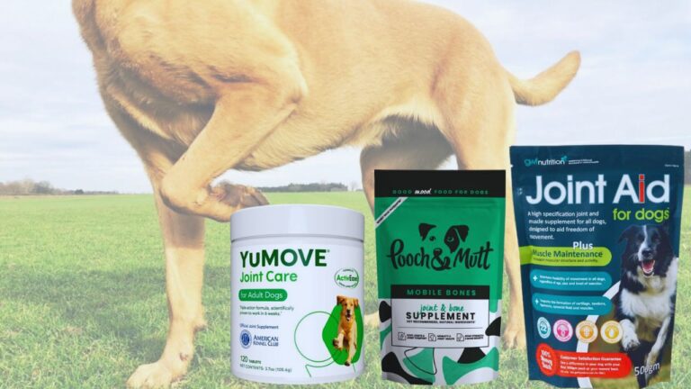 Best Joint Supplements for Dogs 2024