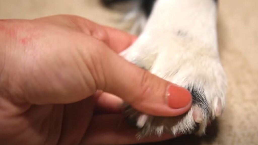 What You Need To Know About Dog Nails