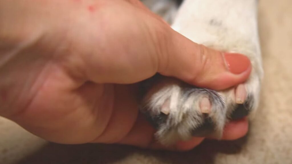 How to Clip Dog Nails