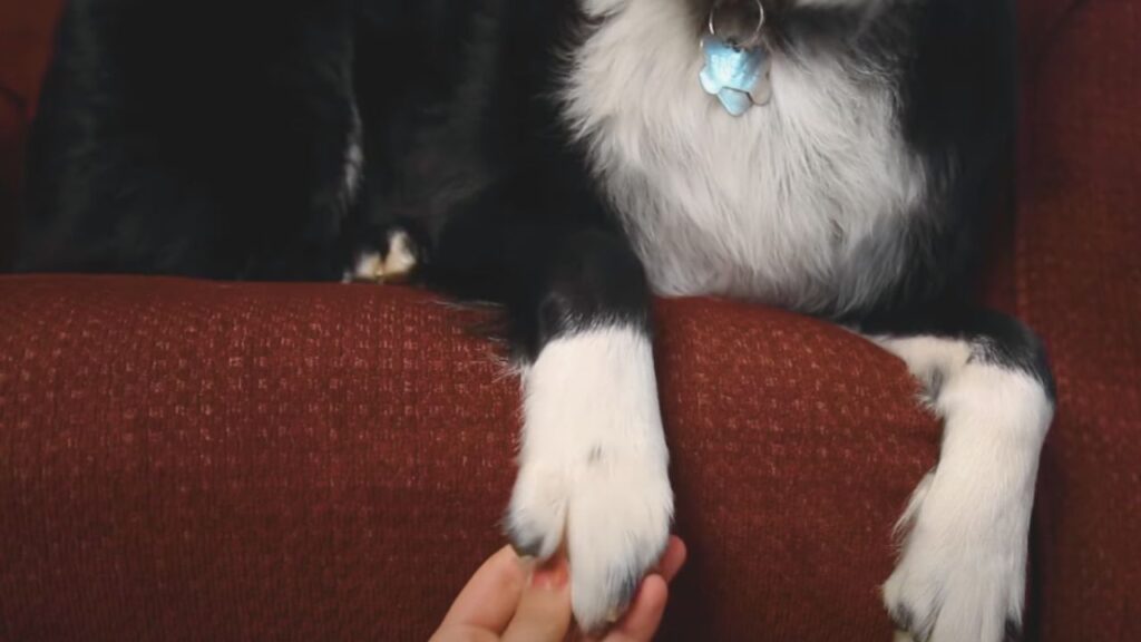  Hold the Paw