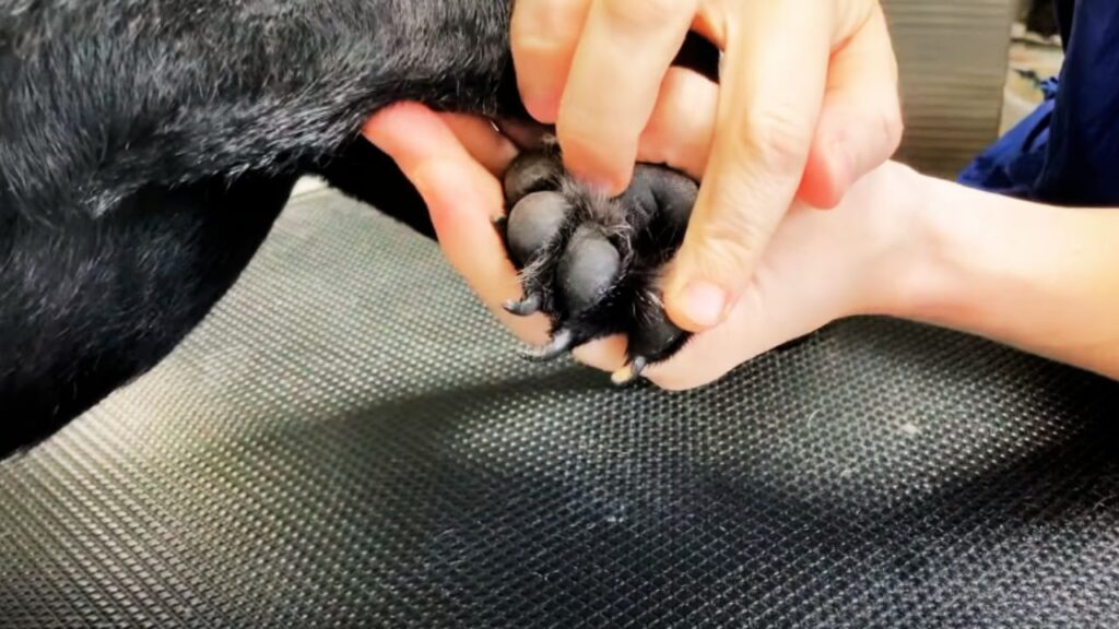 Dog Nail Anatomy