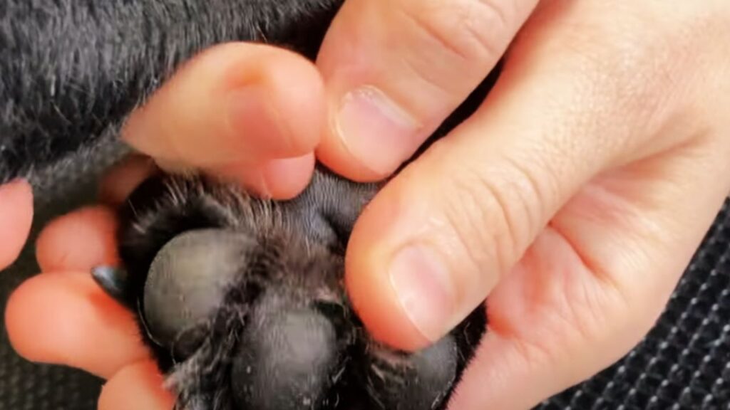 How Do You Cut a Dog's Black Nails In 4 Steps