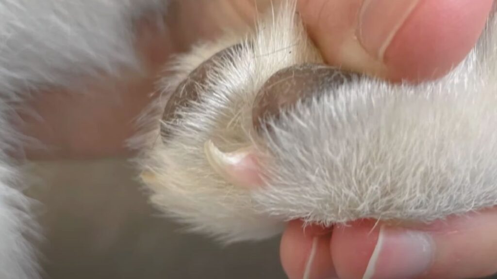 How do I know when my dog’s nails are too long?