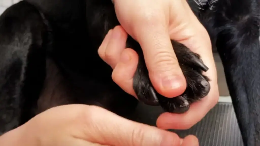 How do I trim a dog's nails if they are black or dark-colored?