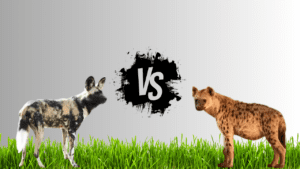 Read more about the article African Dogs vs Hyena | 8 Prime Differences Explained