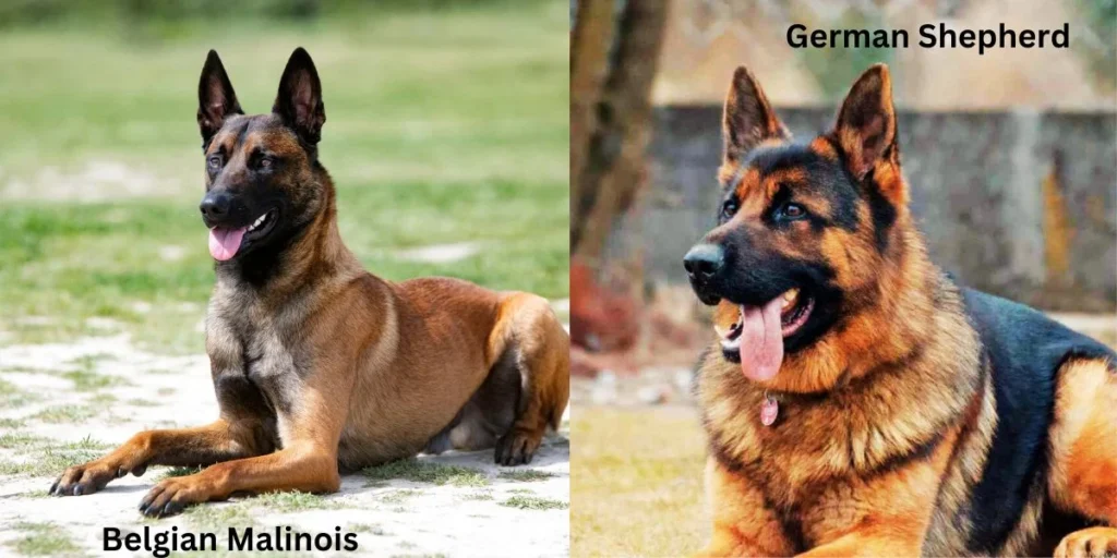 Are Belgian Malinois more aggressive than German Shepherds?