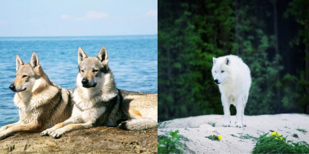 Are Wolf Dogs legal to own?