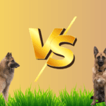 Belgian Malinois Dog vs German Shepherd| 5 Key Differences