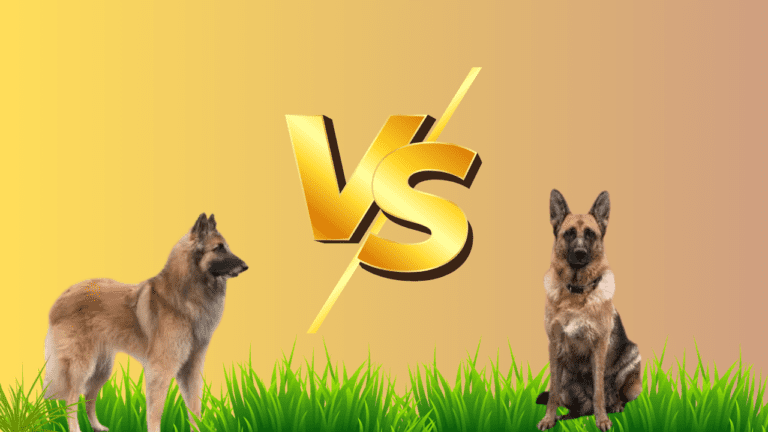 Belgian Malinois Dog vs German Shepherd