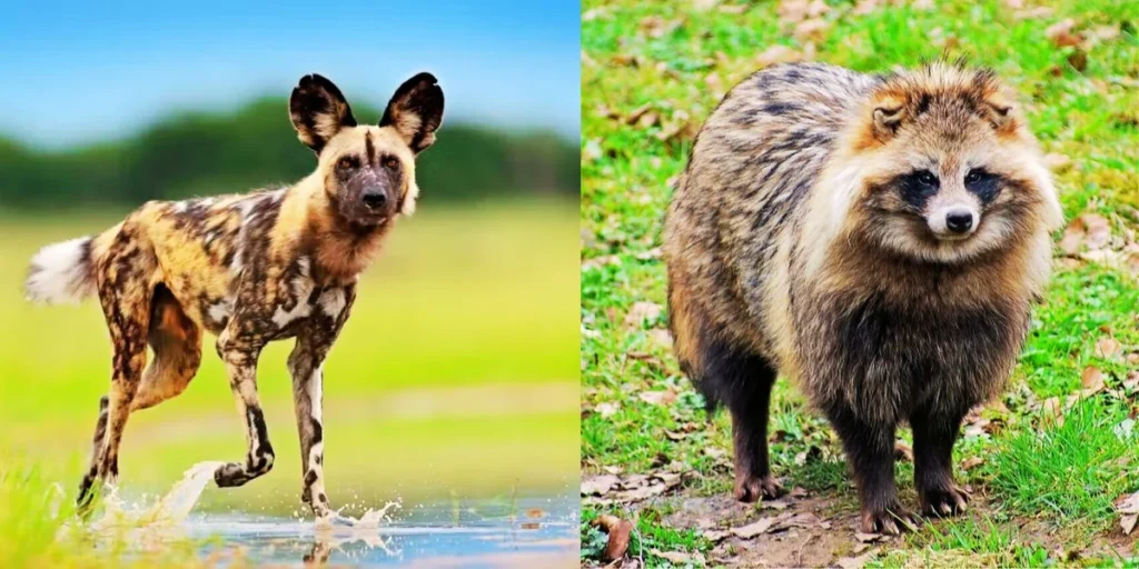 African Wild Dog vs Raccoon Dog