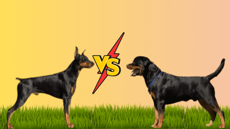 Doberman Dog vs Rottweiler