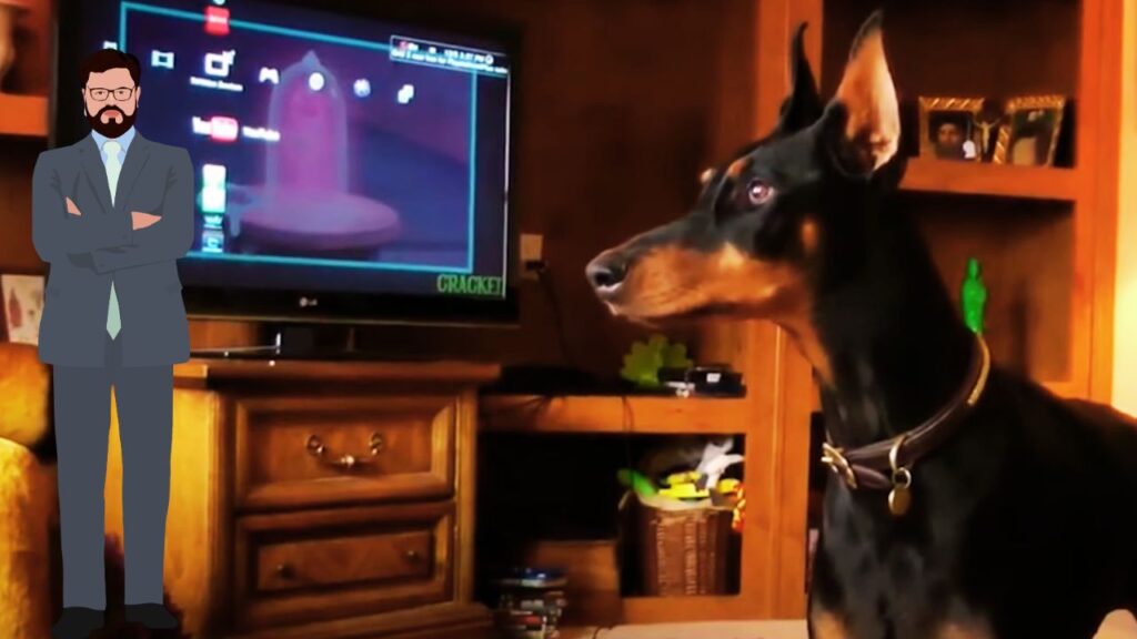 Doberman Pinscher