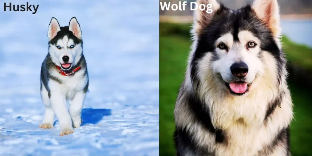 Husky vs Wolf Dog Differences