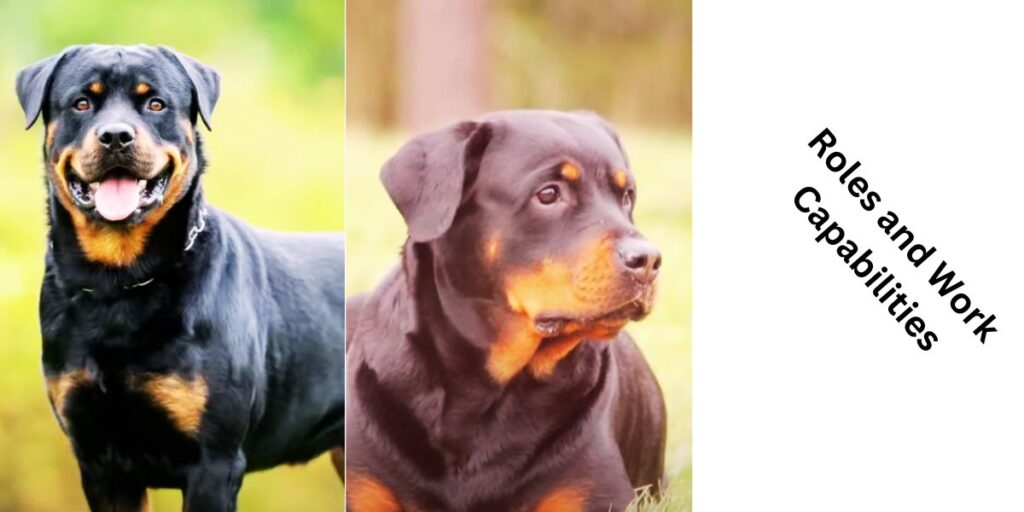 Rottweiler's Traditional Roles