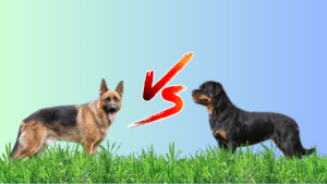 Read more about the article Rottweiler Dog vs German Shepherd | 7 Key Differences