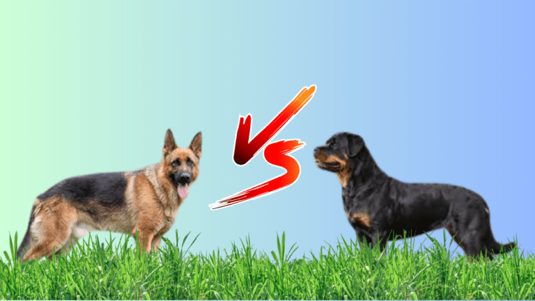 Rottweiler Dog vs German Shepherd