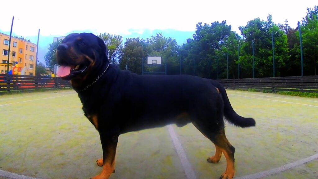 Rottweiler: Moderate but Intense Exercise