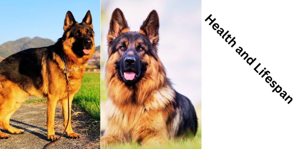 Health and Lifespan of German Shepherds