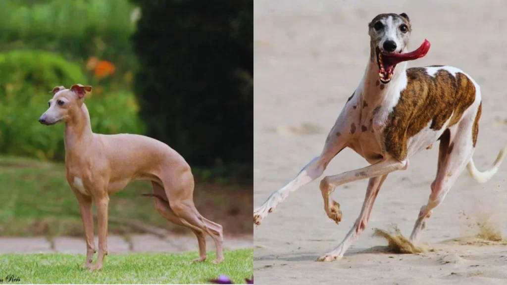 Which dog is more active, the Italian Greyhound or the Whippet? 