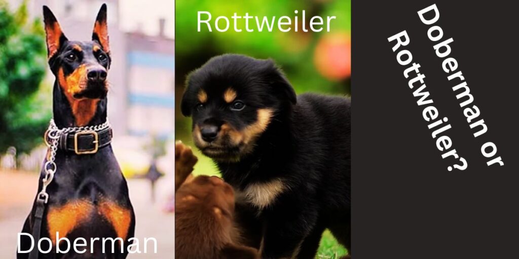 Doberman or Rottweiler?