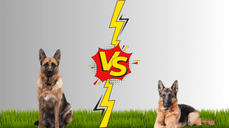 alsatian dog vs german shepherd​