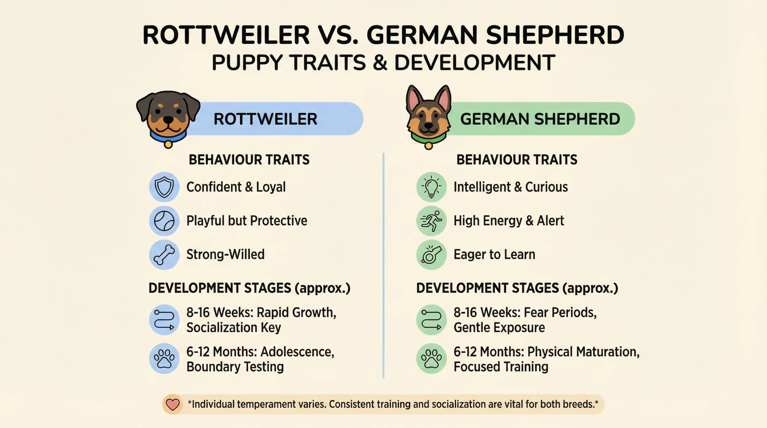 Rottweiler vs German Shepherd puppy comparison showing temperament and development traits.