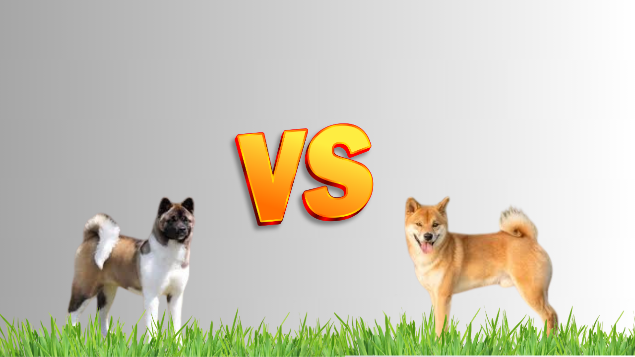 Akita Dog vs Shiba Inu